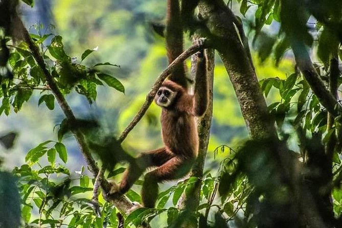 ONE DAY JUNGLE TREKKING 6-7 Hours (See Orang Utan) RAFTING in BUKIT LAWANG - Good To Know