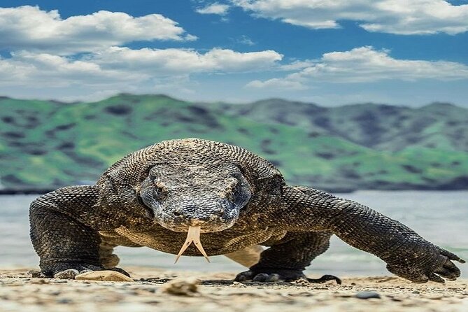 One Day Komodo Tour in Labuan Bajo - Good To Know