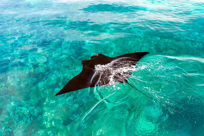 One Day Komodo Trip With Bintang Komodo Tours - Good To Know