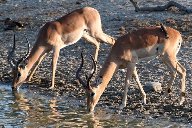 One Night Two Day Pilanesberg National Park Safari and Open Vehicle Game Drives