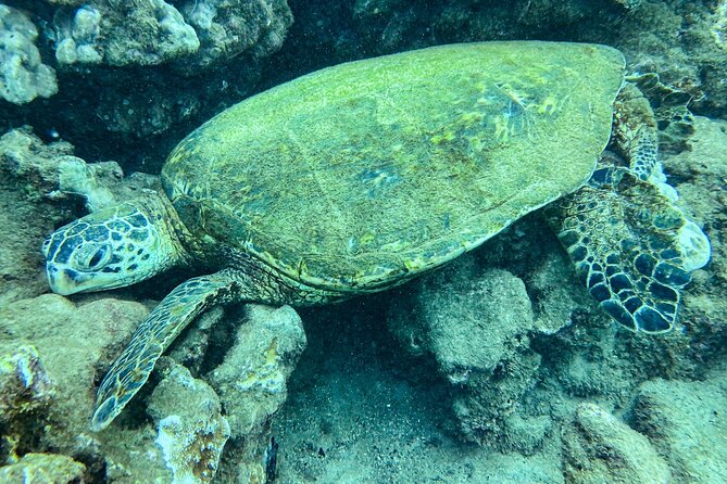 One Tank Scuba Diving in Kauai South Shore Certified Diver Only - Good To Know