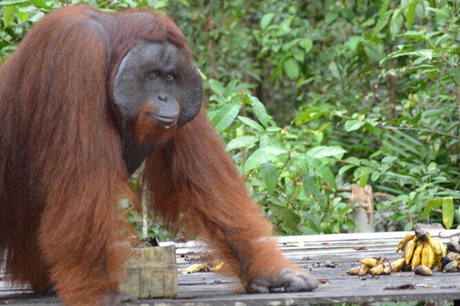 4 Best 3 Day Tours In Pangkalan Bun