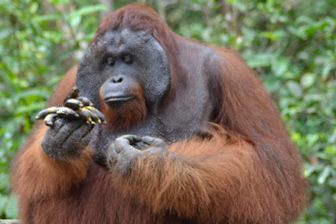 Orangutan Safari Kelotok Houseboat 3 Days 2 Nights Private