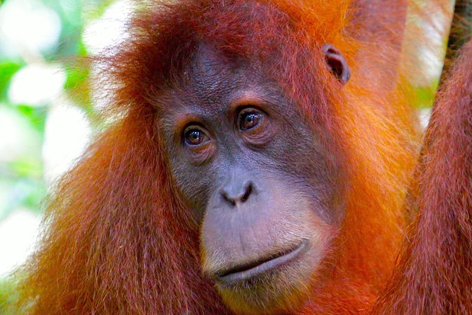 ORANGUTAN TREK (2D/1N) by EcoTravel Bukit Lawang - Good To Know