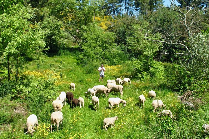 Organic Farm Experience in the Douro Valley - Good To Know