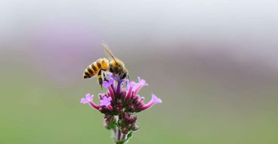 Oristano: Discover the Products of the Beehive - Beekeeping Secrets Unveiled