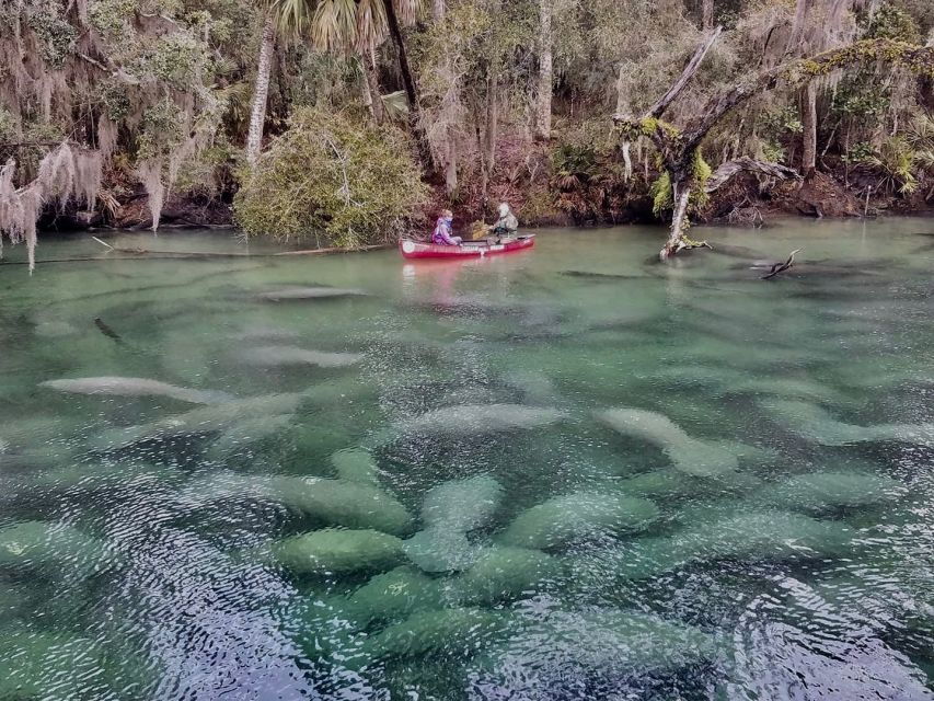 Orlando: 3-Hour Manatee Encounter by Kayak