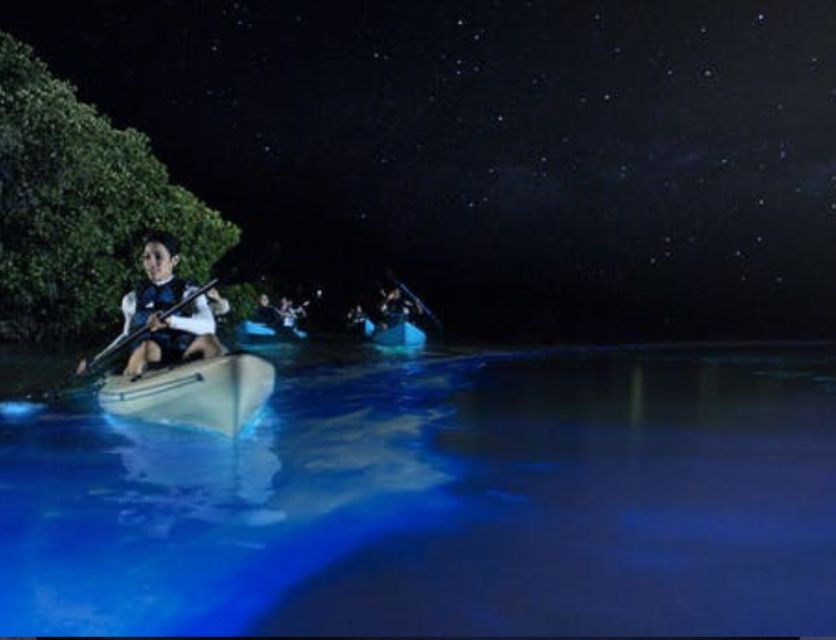 Orlando: Bioluminescence Clear Kayak Or Paddleboard Tour - Good To Know
