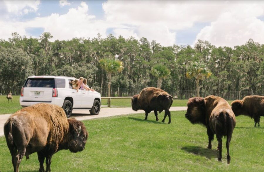 Orlando: Drive-Thru Safari Park at Wild Florida - Experience at Wild Florida