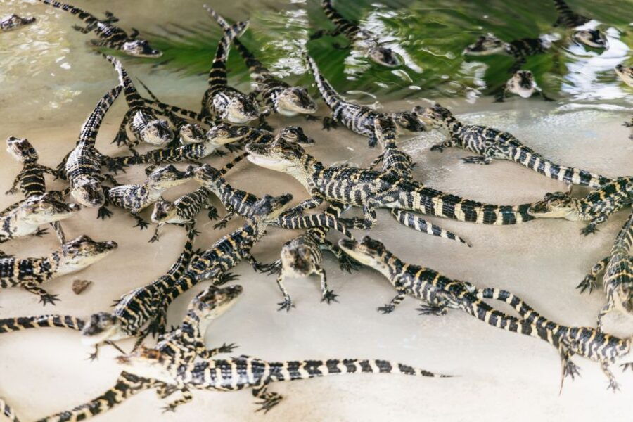 Orlando: Gatorland Skip-the-Line Ticket - Experience Highlights