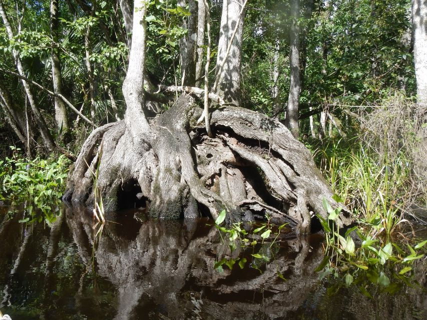 Orlando Kayak Tour: Blackwater Creek Scenic River With Lunch