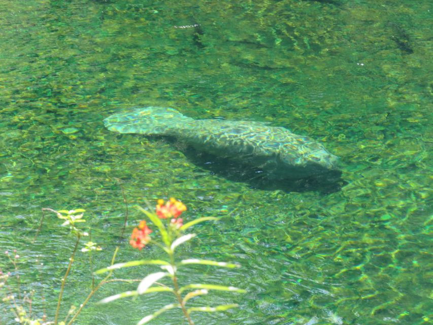 Orlando: Small Group Manatee Discovery Kayak Tour