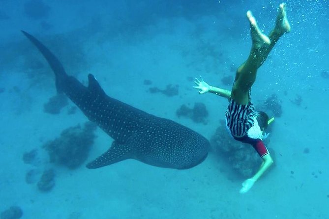 Oslob Whale Shark Watching