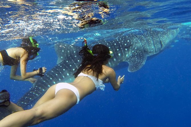 5 Best Tours In Oslob