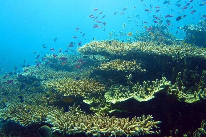 Oslob Whaleshark Watching Tour With Kawasan (Badian) Canyoneering in Cebu