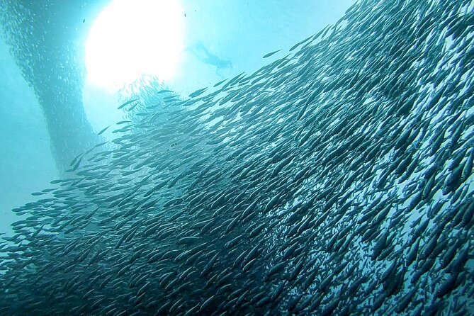 Oslob Whaleshark Watching Tour With Moalboal Island Tour