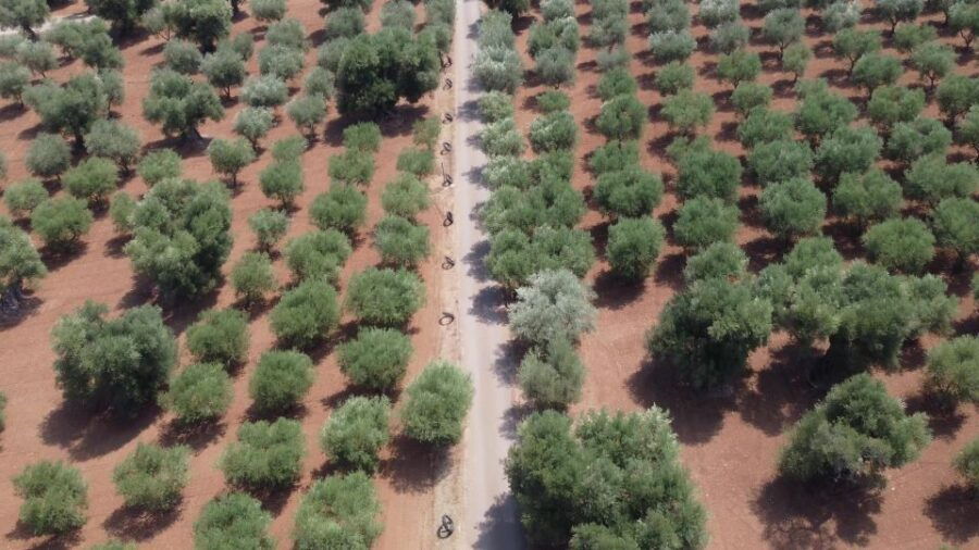 Ostuni: Olive Oil Tasting Tour