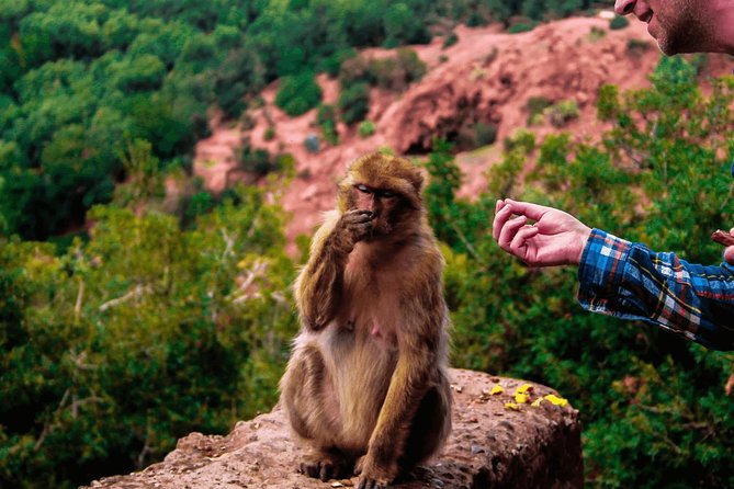 Ouzoud Falls Day Trip From Marrakech - Good To Know