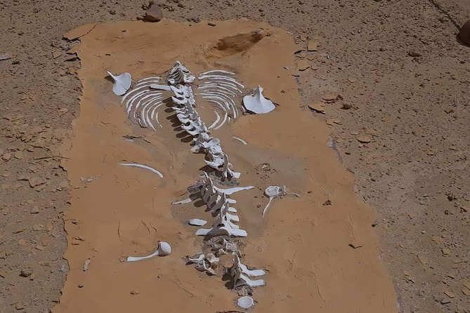 Over Day Safari Trip to Whales Valley Fayoum Oasis