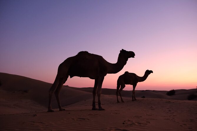 Overnight Camel Safari