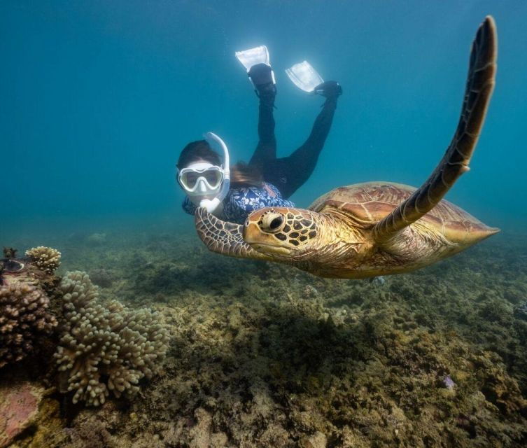 PaddleBoard & Kayak on Great Barrier Reef : Fitzroy Island
