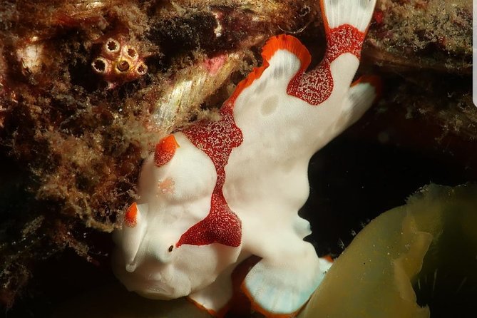 PADI Adavanced Open Water (2days – 5 Dives)