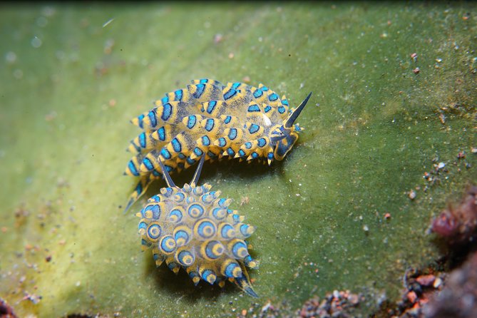 PADI Open Water Course in Tulamben - Get Certified & Dive Anywhere in the World - Good To Know
