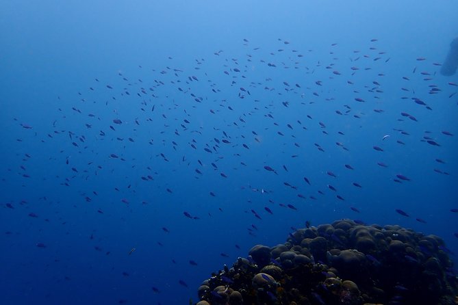 PADI Open Water Diving Course - Good To Know