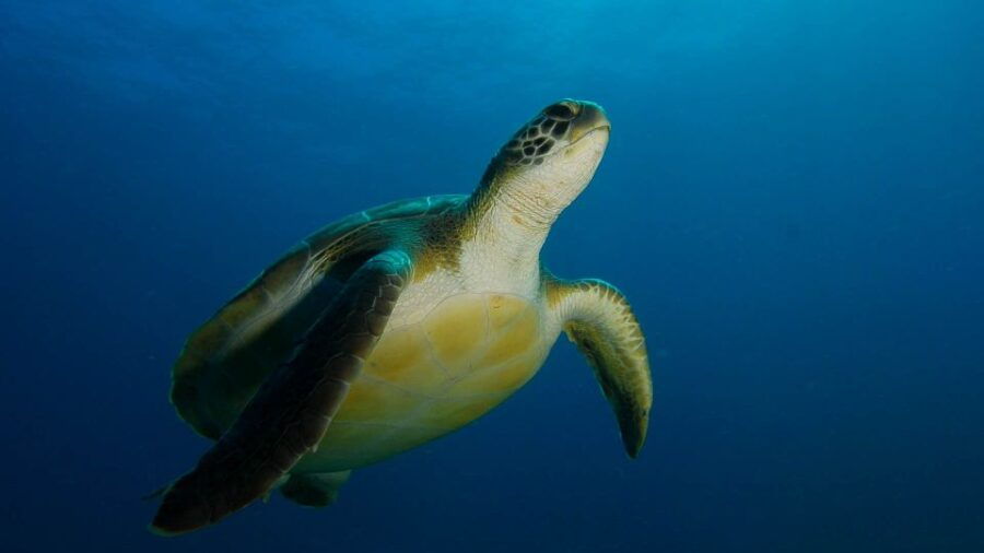 PADI ReActivate Course