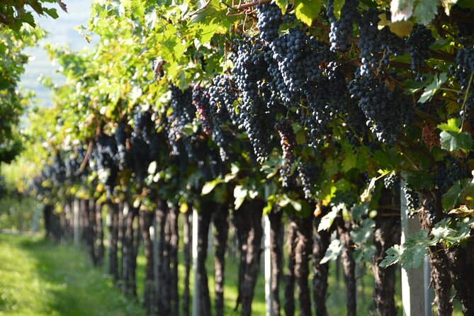 Pagus Wine Tours – Two Amarone Wineries – Half Day Wine Tour