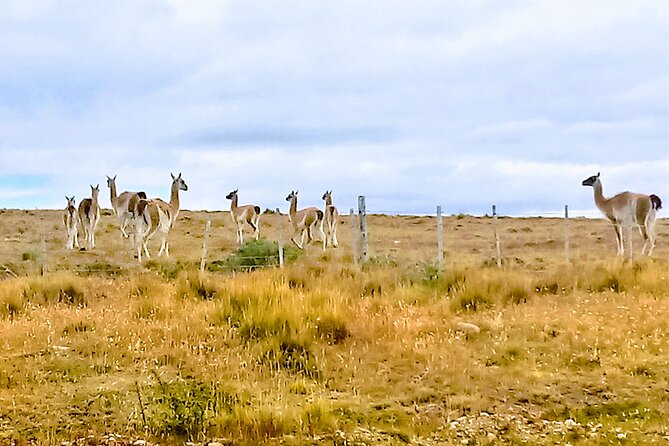 Pali Aike Full-Day Adventure From Punta Arenas