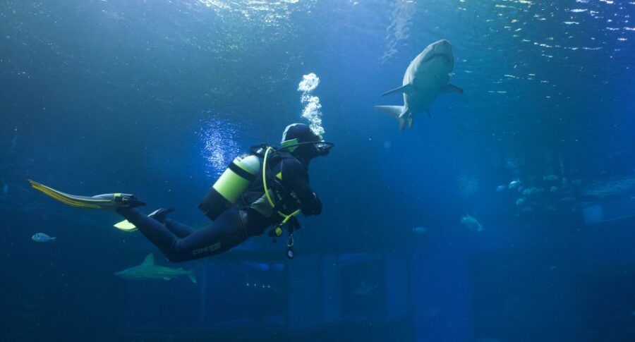 Palma De Mallorca: Shark Dive at Palma Aquarium - Good To Know