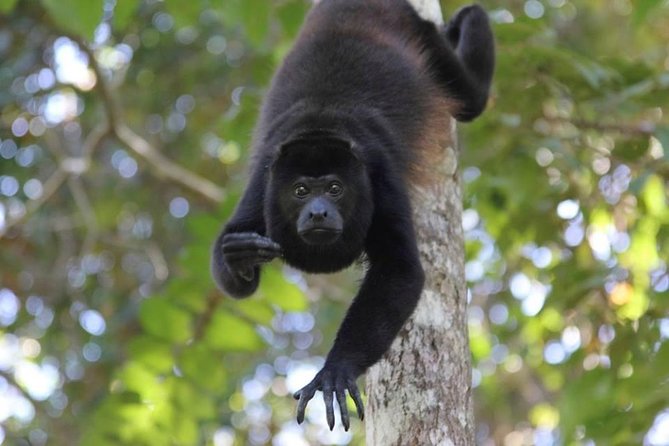 Palo Verde Wildlife Tour From Tamarindo - Good To Know