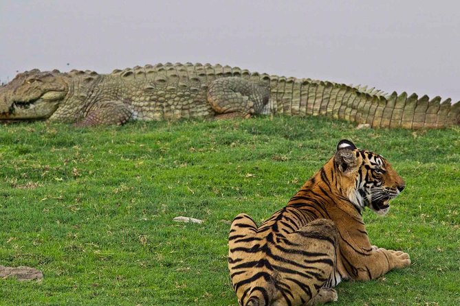 Panna Tiger Reserve Tour From Khajuraho - Good To Know