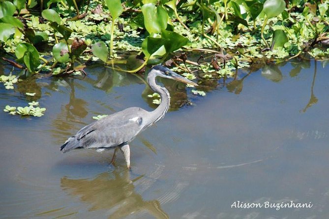 Pantanal Day Trip – All Inclusive – Leaving Campo Grande
