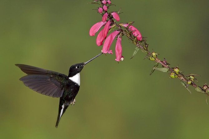 Papallacta Pass - Cayambe Coca National Park & Guango Cloud Forest Reserve - Good To Know