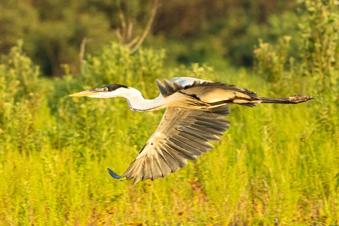 Paraguay River Nature and Wildlife Boat Tour From Asunción