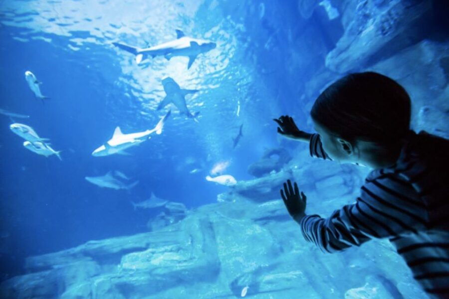 Paris: Aquarium Entry Ticket & Self-Guided Eiffel Tower Tour - Good To Know