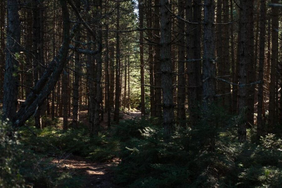 Parnitha (Parnis) / Skipiza & Mola Loop - Hike Near Athens - Good To Know