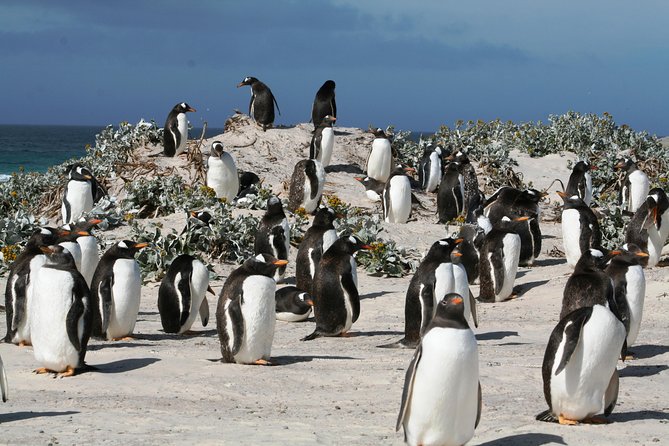 Penguins, Elephant Seals and City Attractions at Falkland Islands - Good To Know