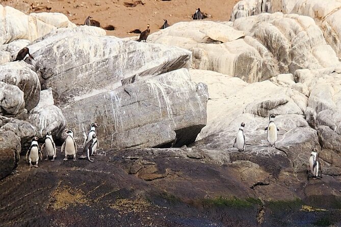 Penguins Watching Navigation Cachagua Island& Lunch From SANTIAGO - Tour Overview and Details
