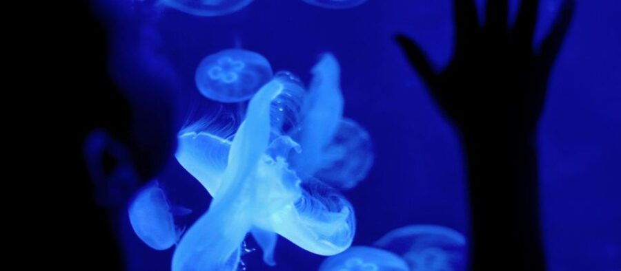 Perth: AQWA Aquarium of Western Australia Entry Tickets - Good To Know