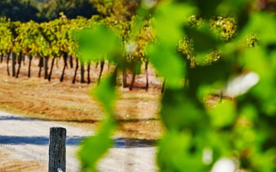 Perth: Pinnacles and Swan Valley Wine Day Tour With Lunch - Good To Know