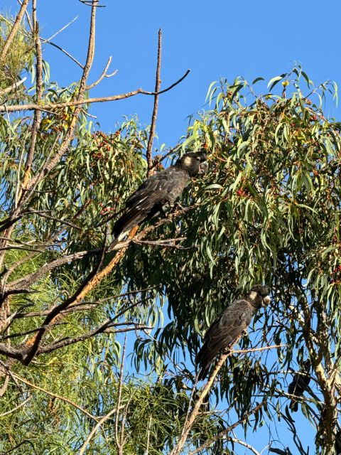 Perth: Pinnacles, Lavender Field, Koalas and Kangaroos Tour