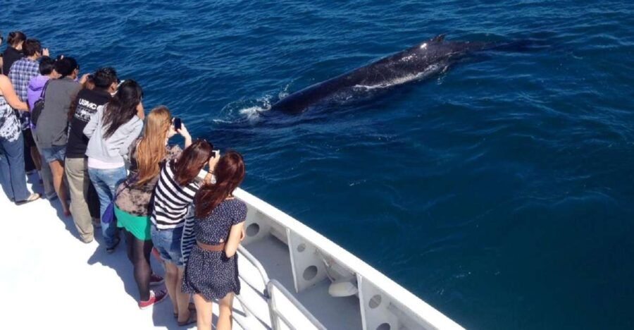 Perth: Whale Watching Cruise From Hillarys Boat Harbor - Good To Know