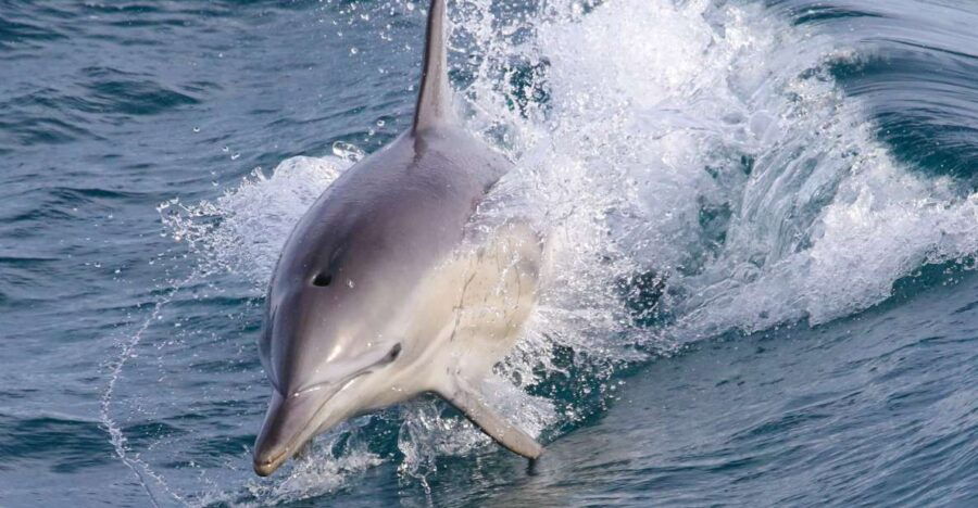 Philip Island: Dolphin and Whale Cruise - Good To Know
