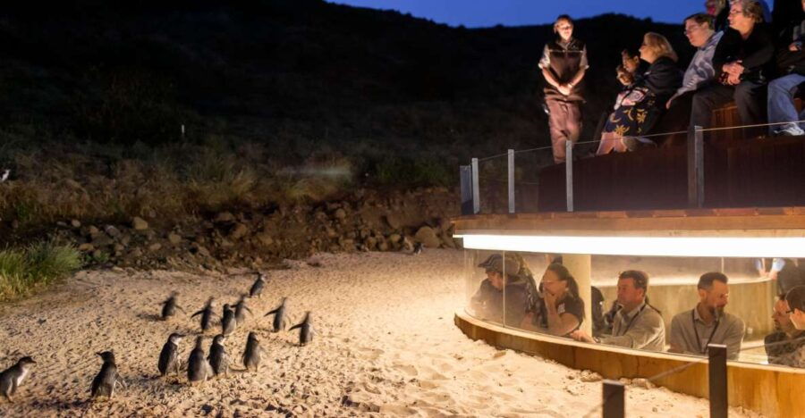 Phillip Island & Penguin Parade Private 11 Hour Tour