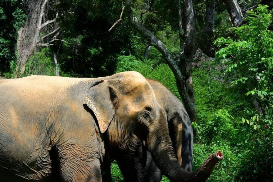 Phuket: Elephant Jungle Sanctuary Full-Day Experience