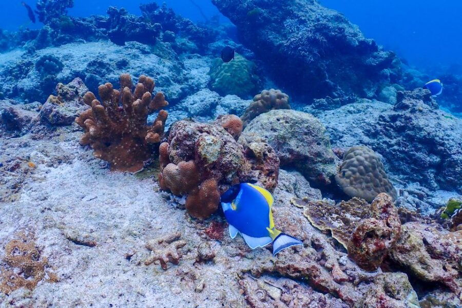 Phuket: Similan Island Snorkeling Adventure Full Day Tour - Good To Know