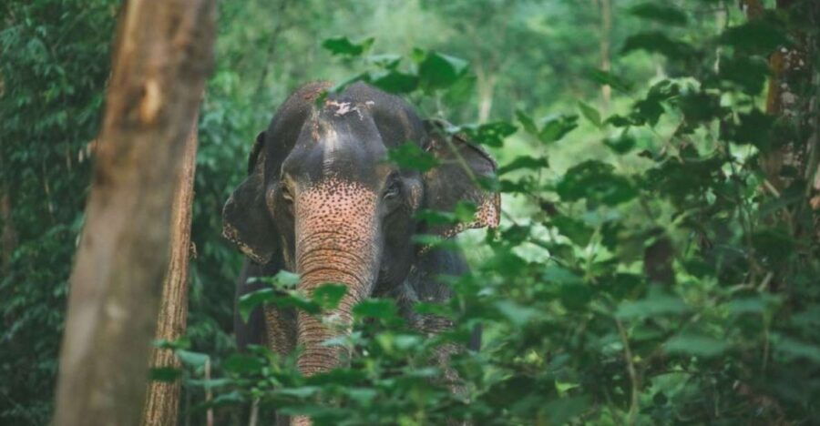 Phuket: Unique Dawn Ethical Elephant Sanctuary Experience